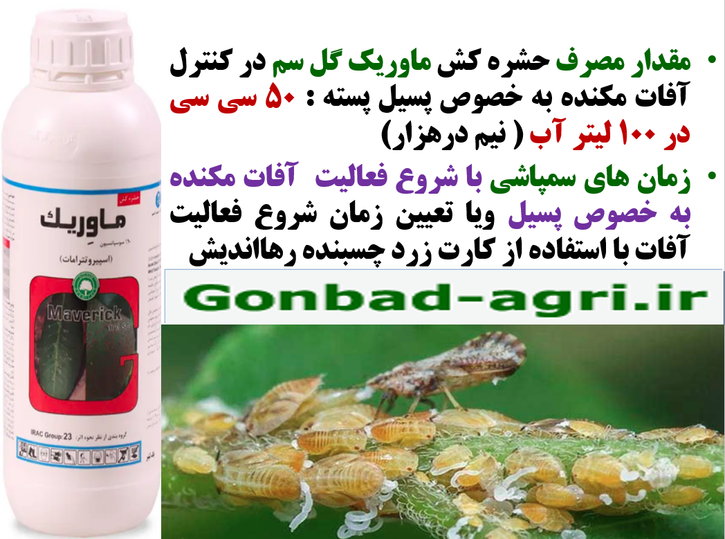 کنترل افات مکنده درختان پسته به خصوص پسیل با حشره کش ماوریک گل سم – قسمت دوم 2