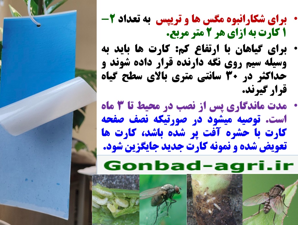 کنترل کرم مگس نهال هندوانه با کارت آبی رنگ چسبنده رهااندیش – قسمت دوم 29