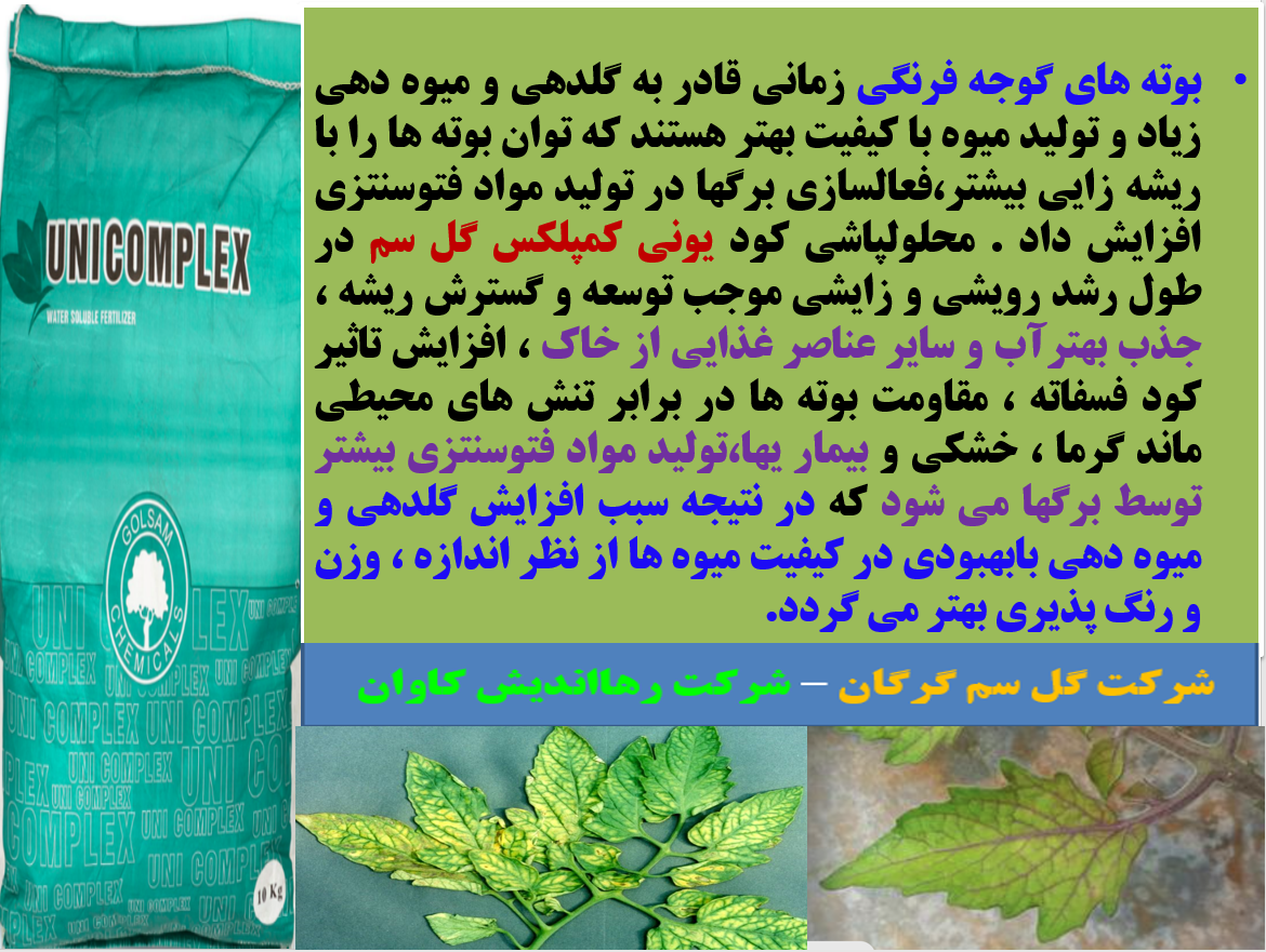 اهمیت کاربرد کود یونی کمپلکس گل سم در زراعت گوجه فرنگی - قسمت اول 9