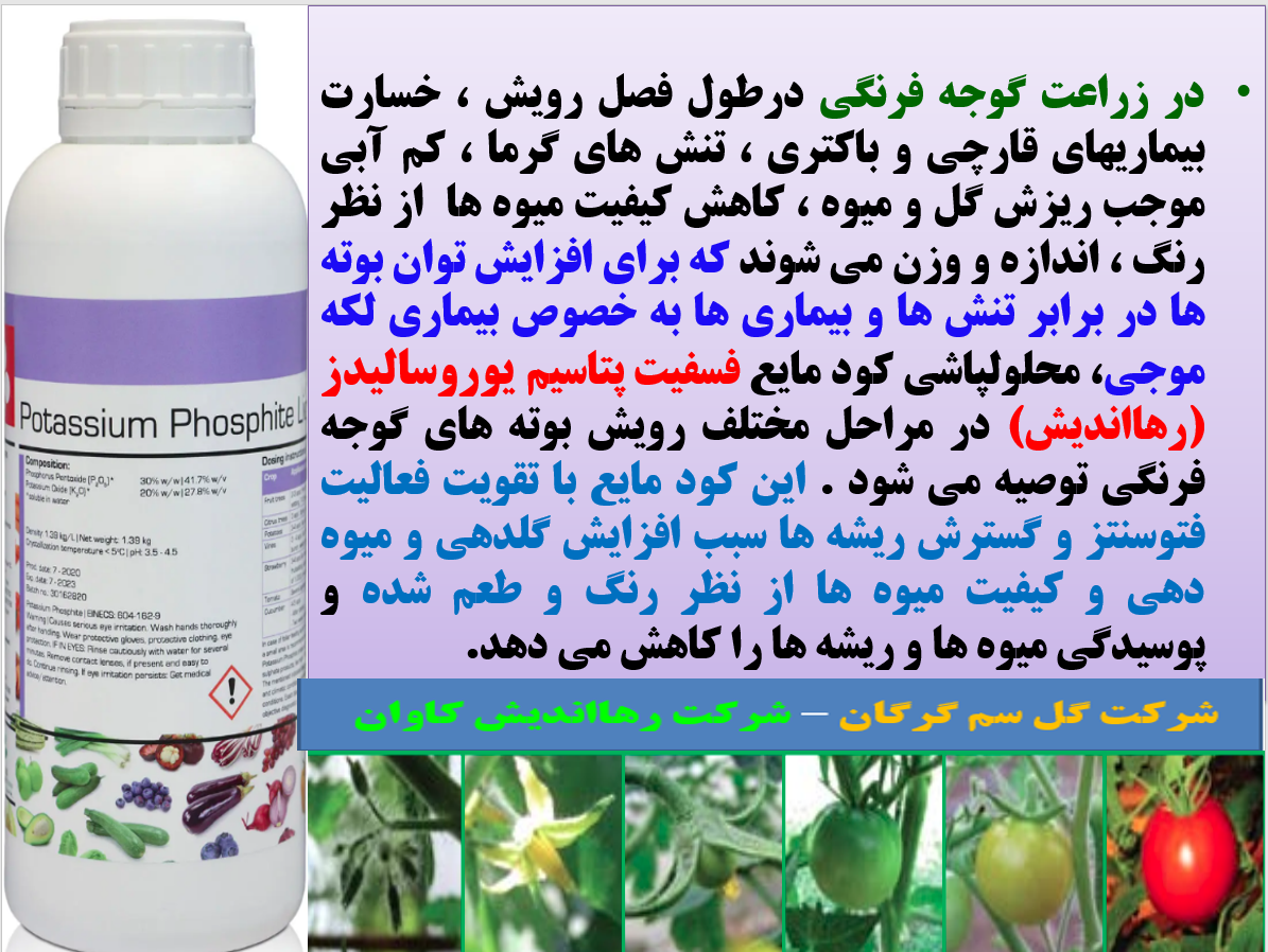 افزایش توان بوته های گوجه فرنگی در تولید میوه و کیفیت آن با کود فسفیت پتاسیم رهااندیش - قسمت اول 30