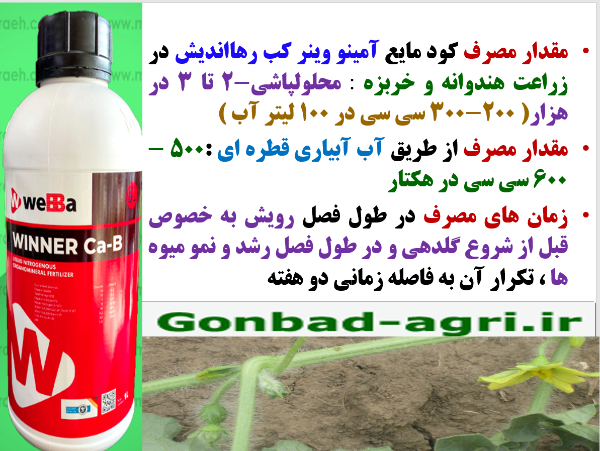 افزایش میوه دهی هندوانه و خربزه و کیفیت میوه آنها با کود آمینو وینر کب رهااندیش – قسمت دوم 5