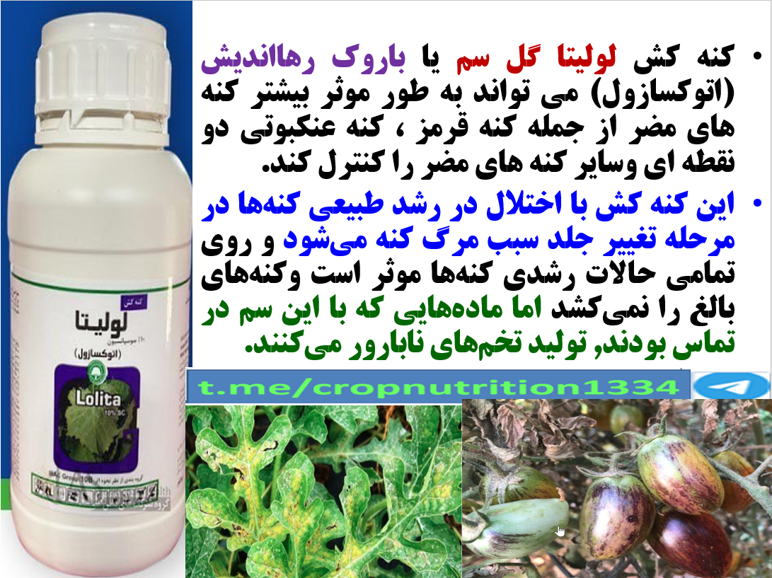 کنتر ل موثر کنه زراعت هندوانه با کنه کش لولیتا گل سم یا باروک رهااندیش – قسمت سوم 2