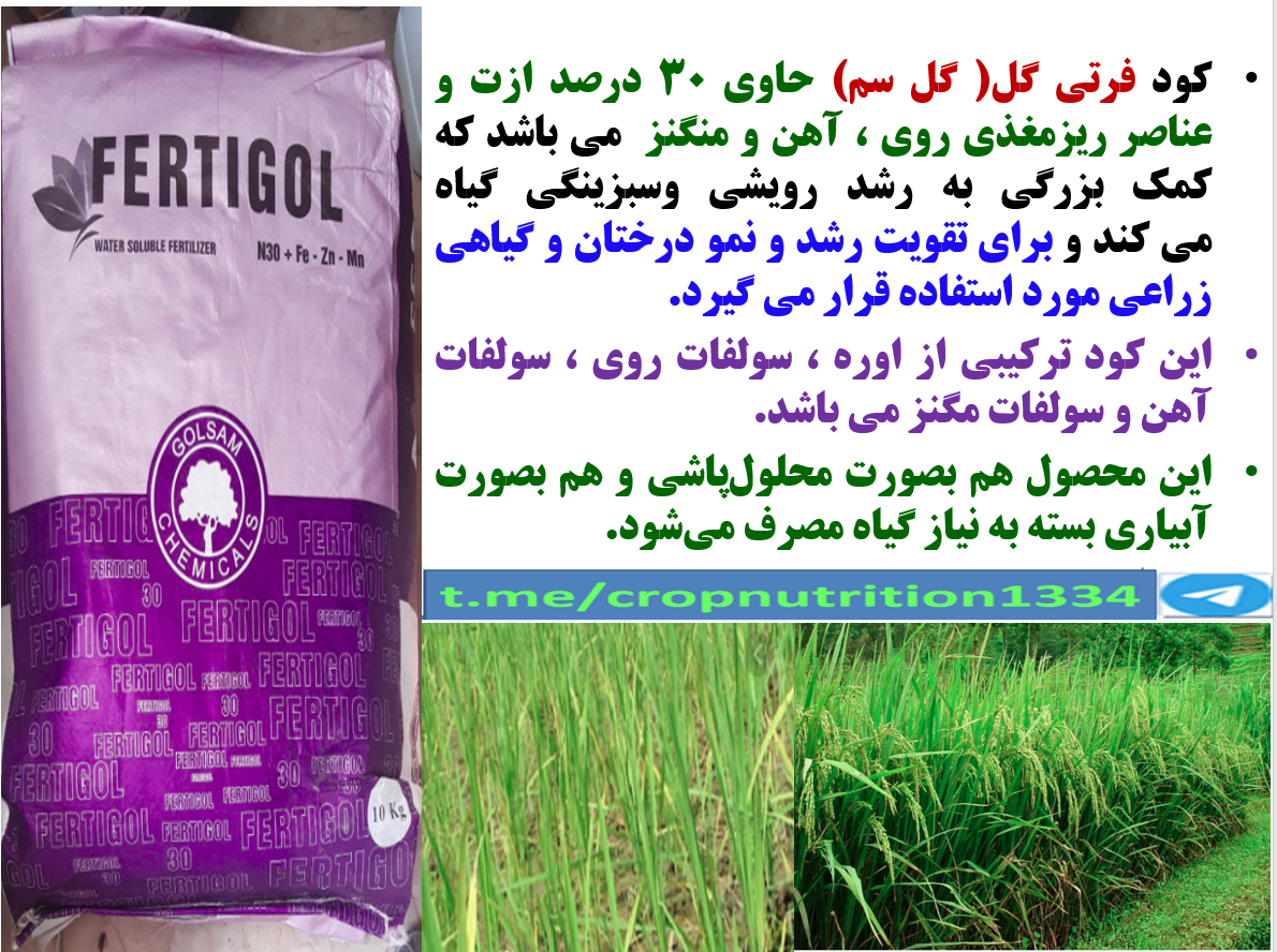 تاثیر کود فرتی گل ۱-۱-۱-۳۰ گل سم در افزایش تولید زراعت برنج – قسمت سوم 34