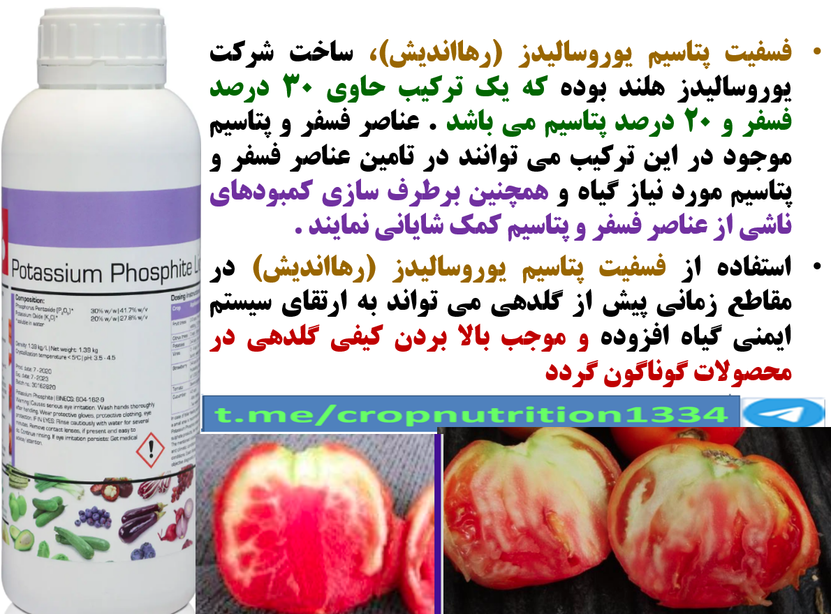 افزایش توان بوته های گوجه فرنگی در تولید میوه و کیفیت آن با کود فسفیت پتاسیم رهااندیش – قسمت سوم 28