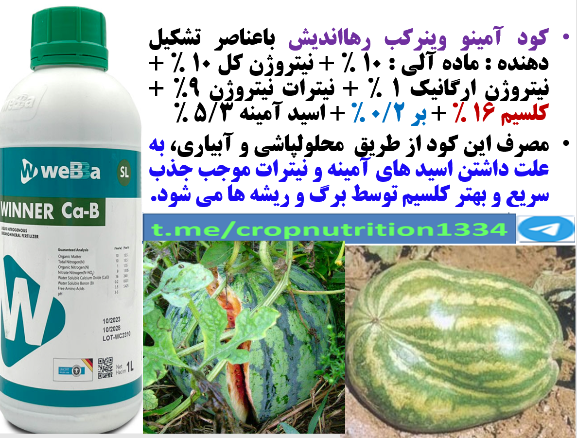 افزایش میوه دهی هندوانه و خربزه و کیفیت میوه آنها با کود آمینو وینر کب رهااندیش – قسمت سوم 4