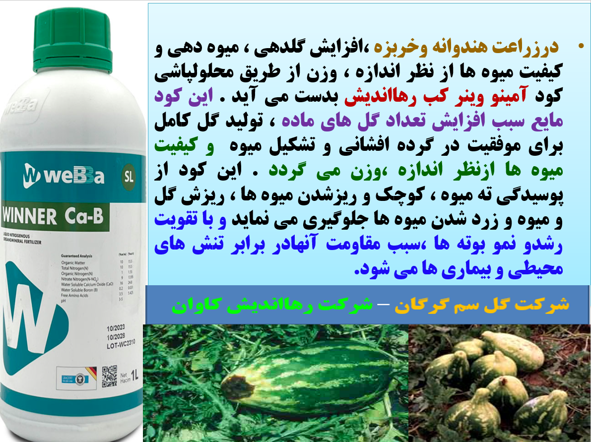 افزایش میوه دهی هندوانه و خربزه و کیفیت میوه آنها با کود آمینو وینر کب رهااندیش - قسمت اول 6