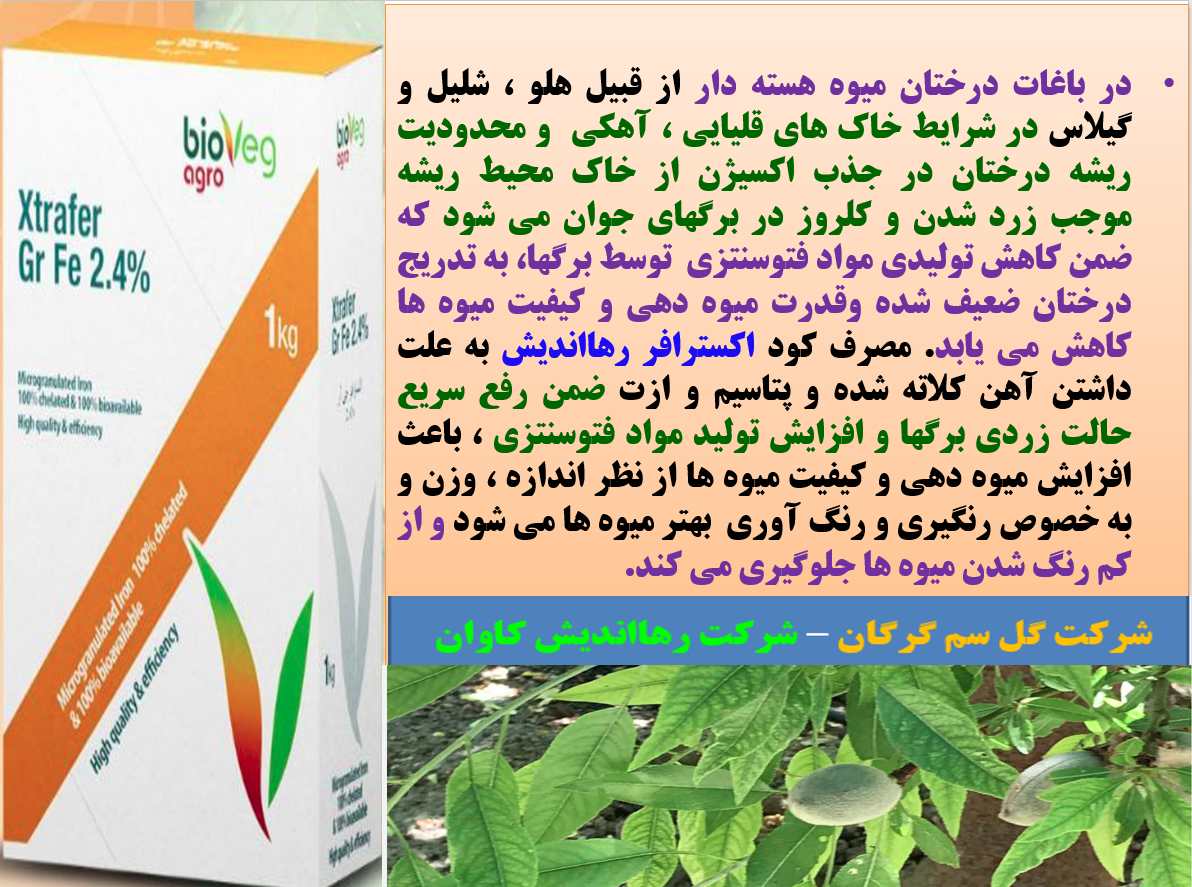 افزایش میوه دهی و کیفیت میوه درختان میوه هسته دار با کود اکسترافر رهااندیش - قسمت اول 33