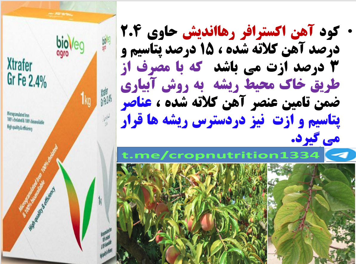 افزایش میوه دهی و کیفیت میوه درختان میوه هسته دار با کود اکسترافر رهااندیش - قسمت سوم 31