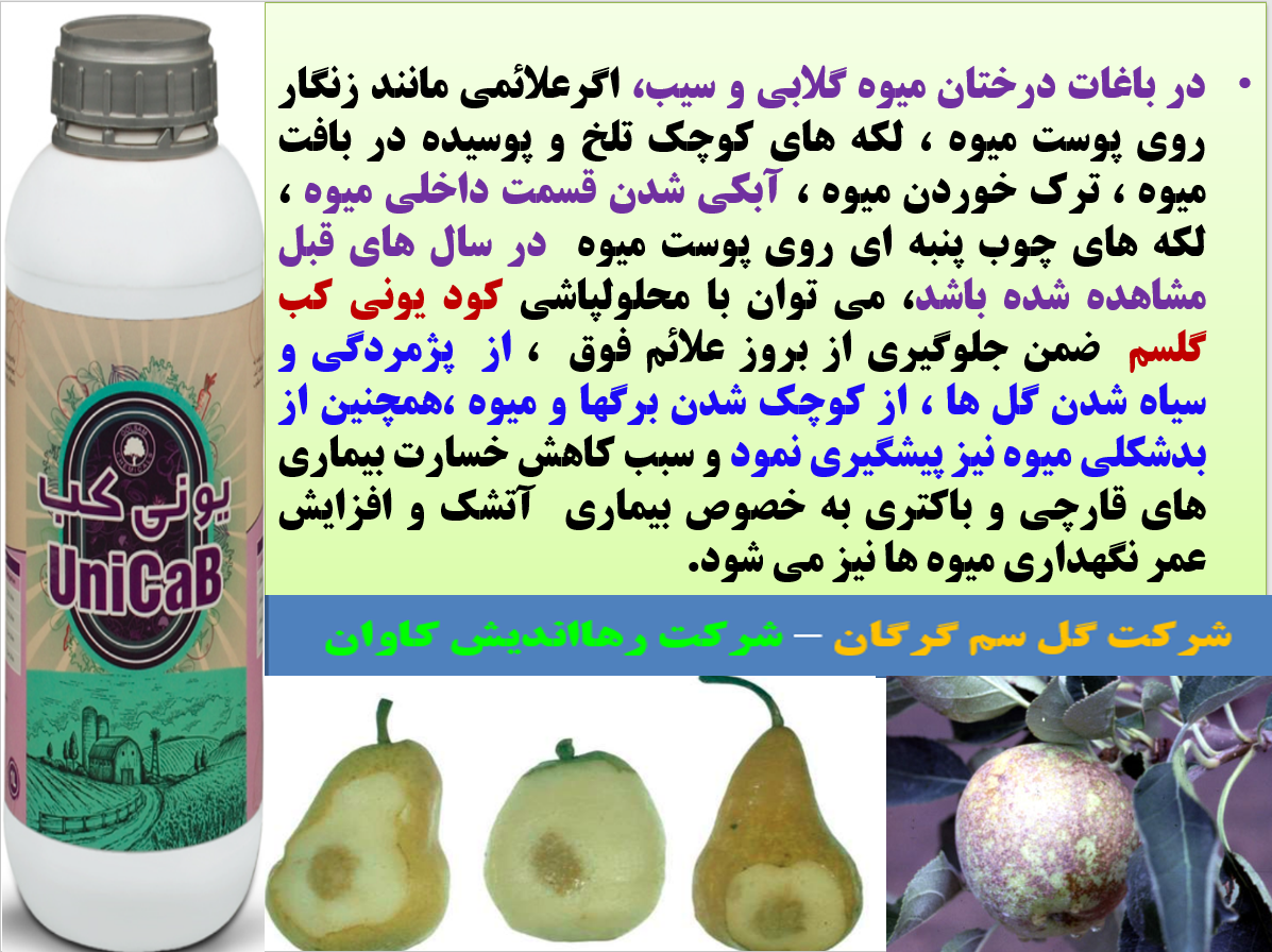 بهبودی در کیفیت میوه های سیب و گلابی با کود یونی کب گل سم - قسمت اول 15