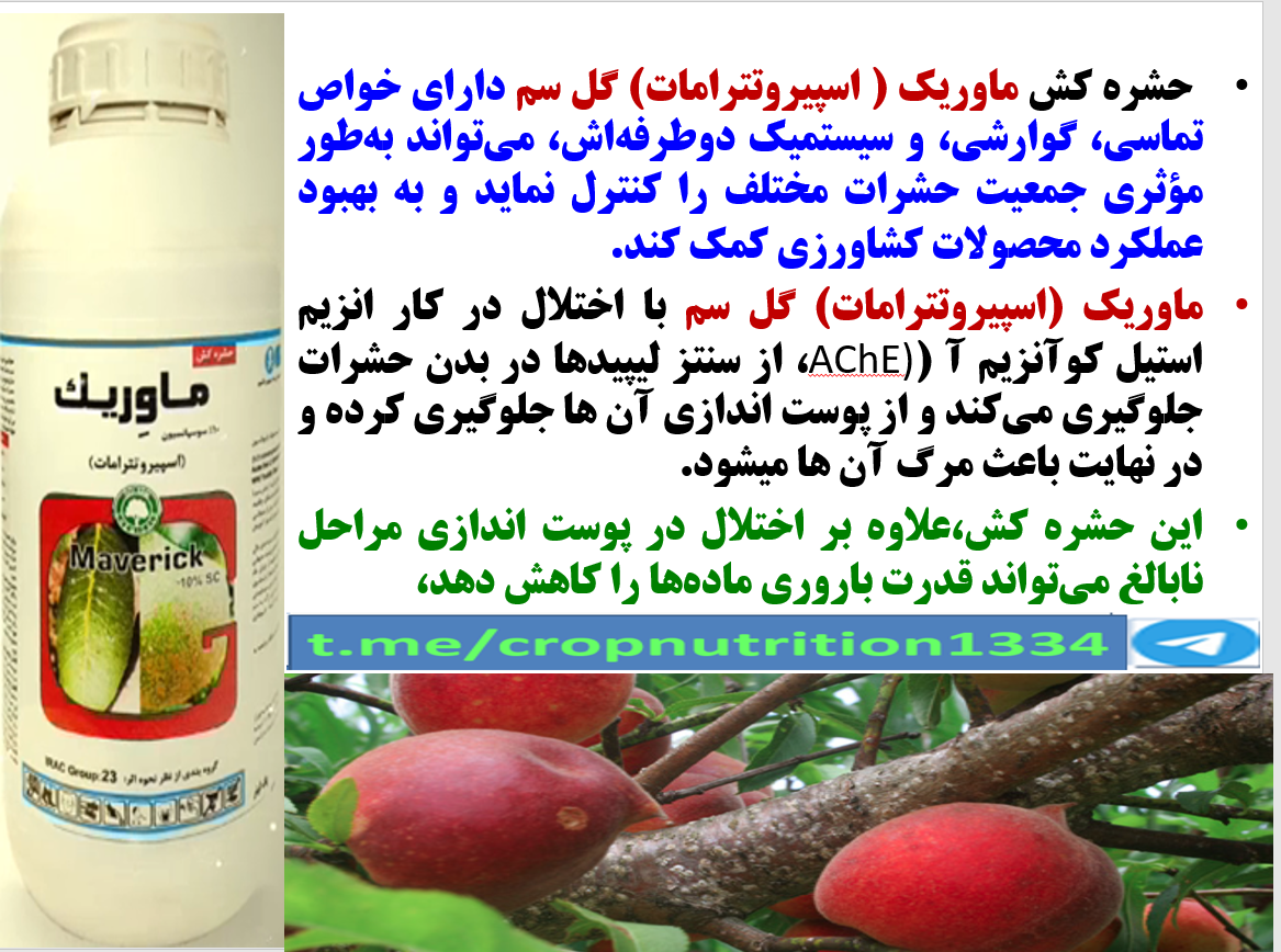 کنترل افات مکنده به خصوص سپردار سفید درختان هلو با حشره کش ماوریک گل سم – قسمت سوم 1
