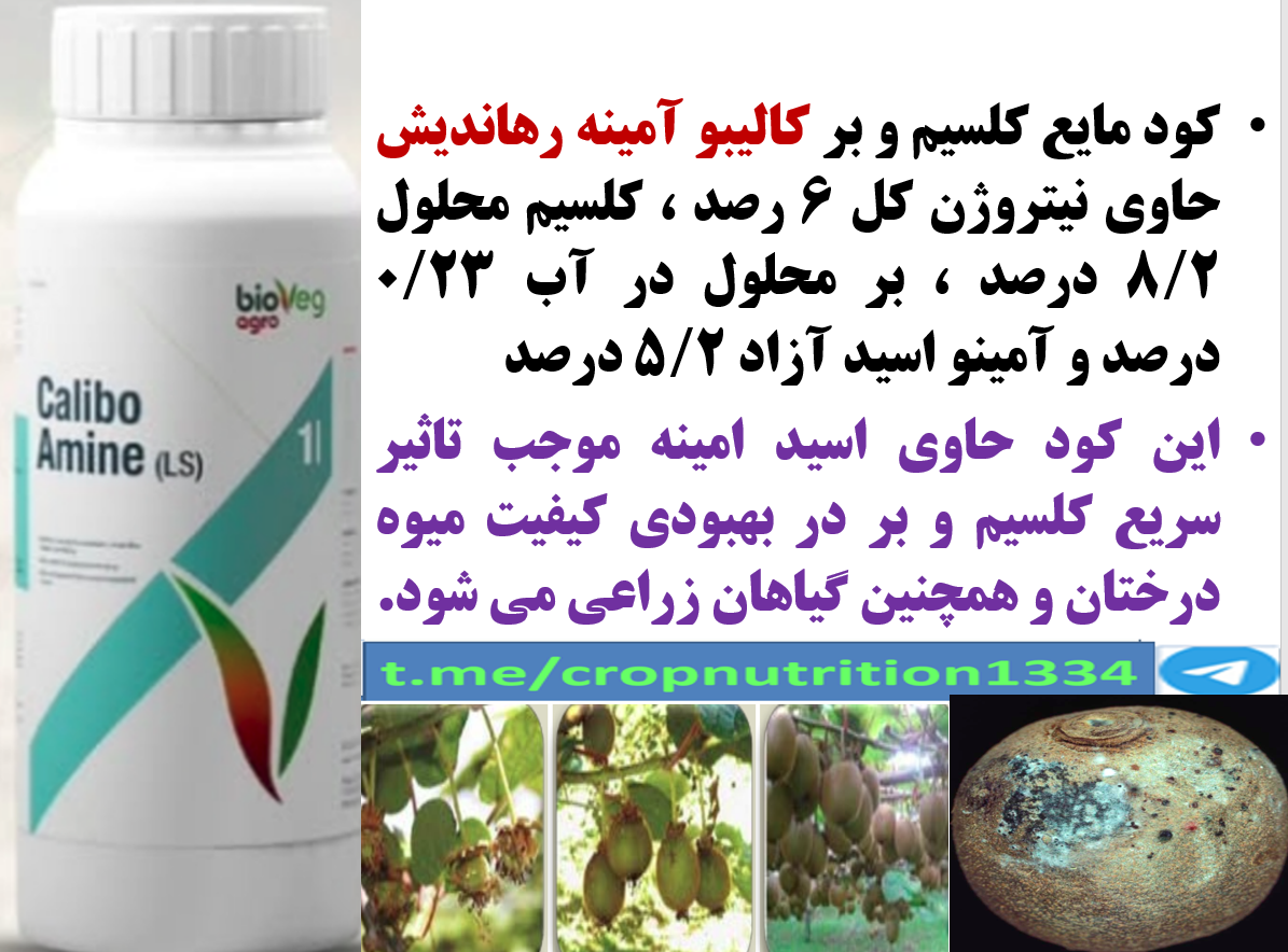 افزایش کمیت و کیفیت میوه کی وی با کود کالیبو آمینه رهااندیش – قسمت سوم 13