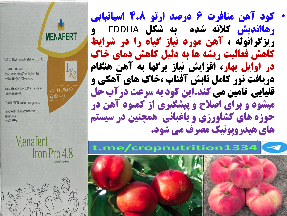 افزایش میوه دهی و کیفیت میوه های هلو و شلیل با کود آهن منافرت رهااندیش – قسمت سوم 4