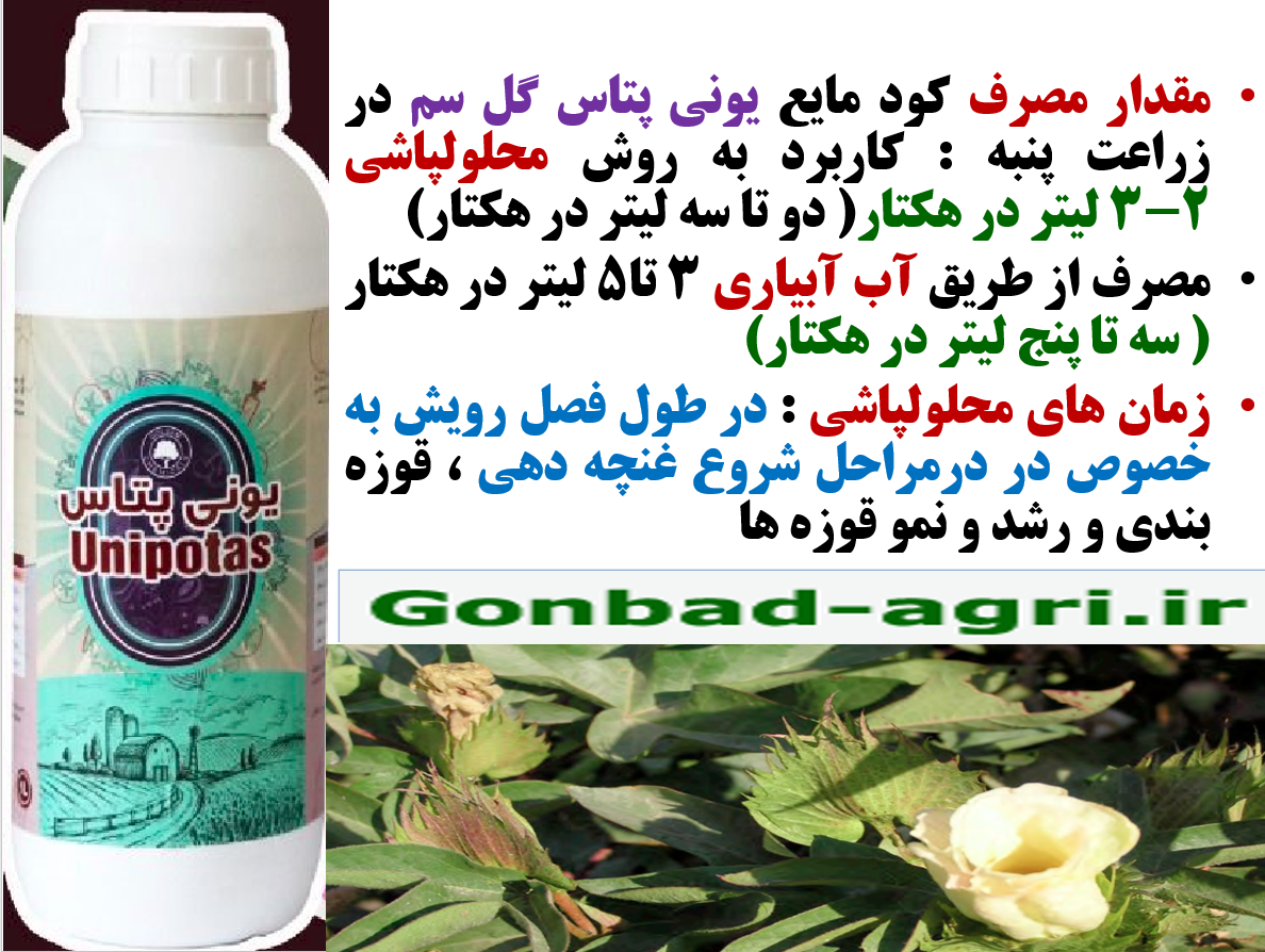 تقویت بوته های پنبه در برابر تنش های محیطی با کود یونی پتاس گل سم- قسمت دوم 8