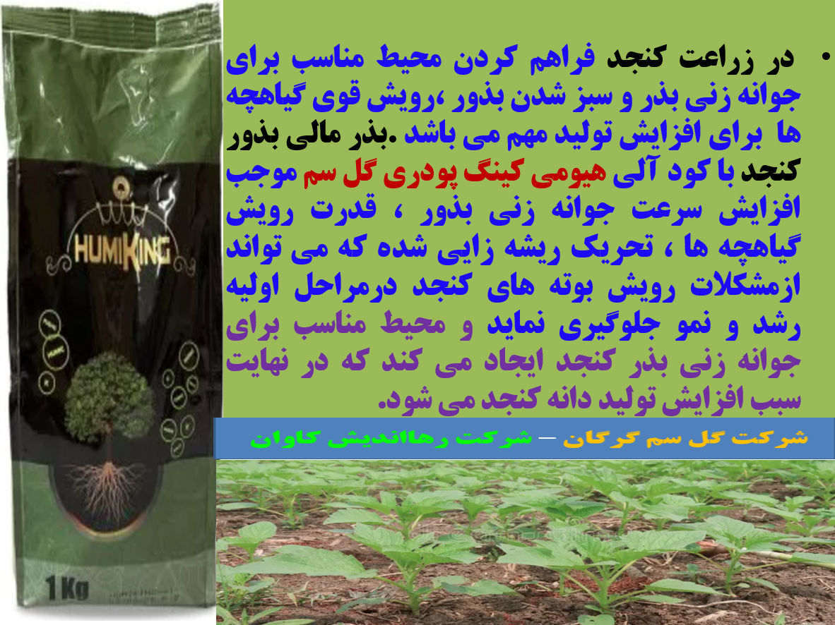 کاربرد کود آلی هیومی کینگ گل سم به عنوان بذر مال بذور کنجد - قسمت اول 12