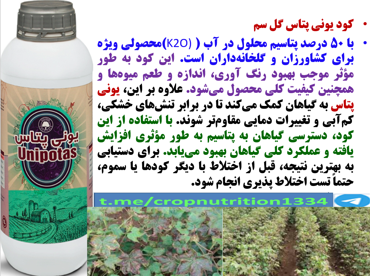 تقویت بوته های پنبه در برابر تنش های محیطی با کود یونی پتاس گل سم- قسمت سوم 7