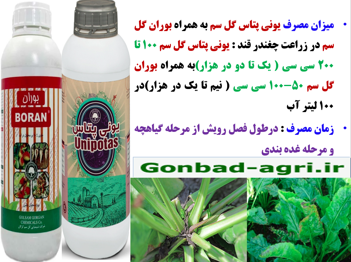 کود بوران گل سم به همراه یونی پتاس گل سم برای افزایش توان بوته های چغندر قند – قسمت سوم