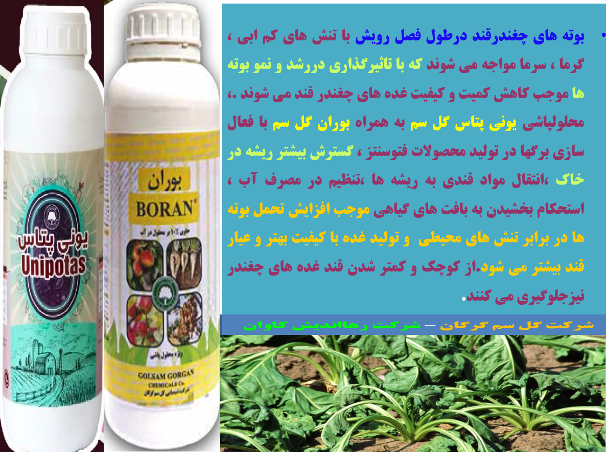 کود بوران گل سم به همراه یونی پتاس گل سم برای افزایش توان بوته های چغندر قند – قسمت دوم