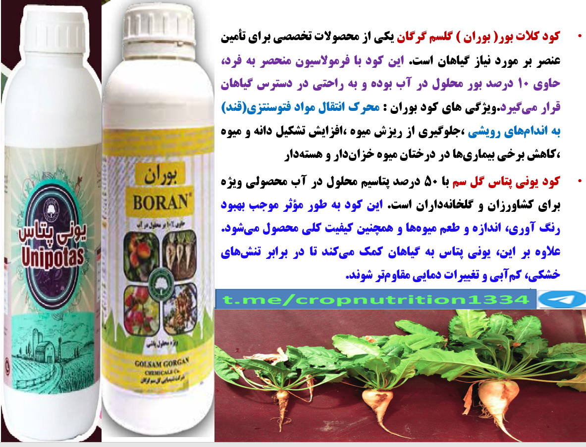 کود بوران گل سم به همراه یونی پتاس گل سم برای افزایش توان بوته های چغندر قند – قسمت چهارم