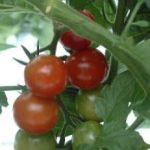 زراعت گوجه فرنگی 1