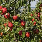 راهنمای صحیح پرورش درختان سیب 1