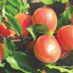 شناسایی و تشخیص افات و بیماری های درختان زردآلو 1