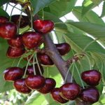 شناسایی و تشخیص افات و بیماری های درختان گیلاس 1