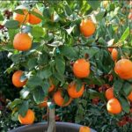 مدیریت باغ مرکبات