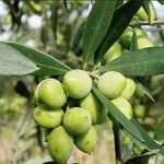 چگونگی هرس درختان زیتون 1
