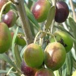 رشدو نمو و میوه دهی درختان زیتون 1