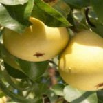 شناسایی و تشخیص افات و بیماری های درختان گلابی 1