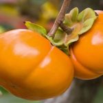 شناسایی و تشخیص افات و بیماری های درختان خرمالو 1