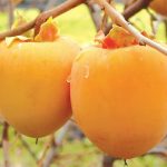 روش های باغداری درختان خرمالو 1