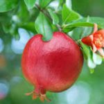 نکات مهم در باغداری درختان انار 1