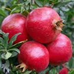 شناسایی و تشخیص افات و بیماری های درختان انار از طریق تصاویر