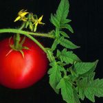 زراعت گوجه فرنگی قسمت دوم  1