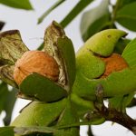 شرایط مناسب برای تولید میوه در درختان گردو 3