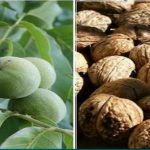 شناسایی و تشخیص افات و بیماری گردو 1