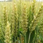 تغذیه گیاهان زراعی گندم و جو 1