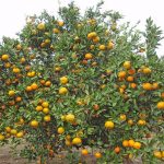 بررسی مشکلات درختان مرکبات 1