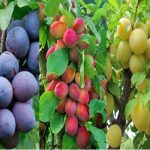 مدیریت باعات درختان الو 1