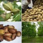 مدیریت باغداری درختان پکان 1