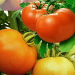 مدیریت تغذیه و کود دهی در زراعت گوجه فرنگی 1
