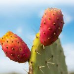 پرورش و تولید میوه کاکتوس گلابی خاردار 1