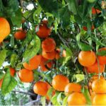 برنامه کوددهی و تغذیه درختان مرکبات و رفع کمبود ها 1