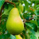 عوامل مهم در تولید میوه دهی درختان گلابی 1