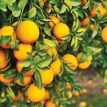 برخی عملیات مهم در باغداری مرکبات 1