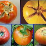 اختلالات فیزیولوژیکی در بوته های گوجه فرنگی