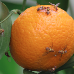 فایل کنترل مگس میوه به خصوص مگس مدیترانه ای 1