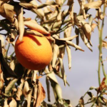 افزایش توان درختان مرکبات در برابر سرمازدگی 1