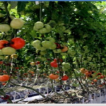فایل کود آبیاری در کشت گلخانه ای گوجه فرنگی 1